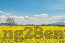 皇冠足球比分手机-皇冠足球比分手机版,球迷的掌中宝,实时赛况尽在掌握